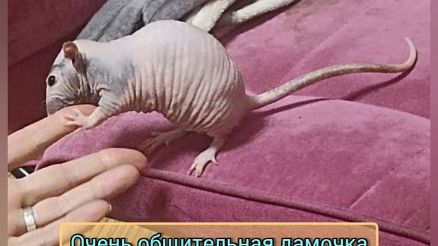 лысая крыса. а вы такое видели? .mp4