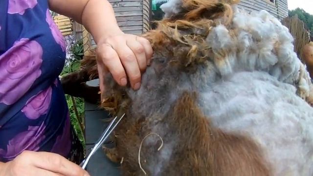 Стрижка овцы или первая моя овца Sheep shearing смотреть онлайн