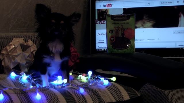 Чихуахуа Нери - Обзор на "Деревенские лакомства". смотреть онлайн