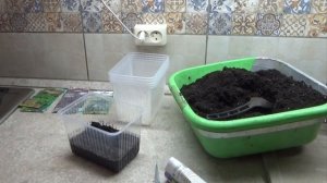 Лучший способ посева листовой капусты КАЛЕ на рассаду. Несколько условий здоровой и крепкой рассады
