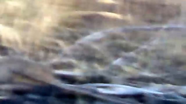 охота на зайца без ружья, но с телефоном:) смотреть онлайн