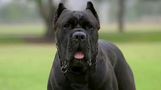 Топ-10 красивых пород собак - Top 10 Beautiful Dog Breeds смотреть онлайн