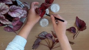 Укоренение черенков бегонии в агроперлите. 4 декабря 2021г.