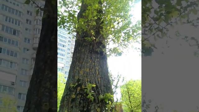 Арлекины заняты недолжным! смотреть онлайн
