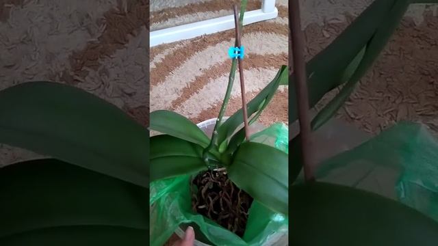 Состояние моей гигантской орхидейки которую вынула из органического субстракта и какое ее состояние смотреть онлайн