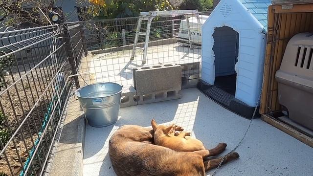 ワガママ、オテンバ、やりたい放題が判明！【狩猟系屋久島犬の子犬チグサ】 смотреть онлайн