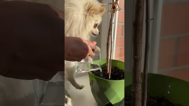 ЧЕЛЕНДЖ! 0/1 МИЛКА ВЫБИРАЕТ ЗАПИСКИ!? смотреть онлайн