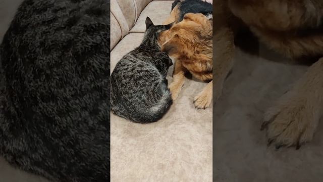 Кот и собака полная гармония в отношениях #cat #кошки #dog #котисобака #lovestory #shortsvideo смотреть онлайн