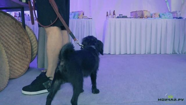 КИНОПАРКИНГ | открытие Филатов Луг смотреть онлайн