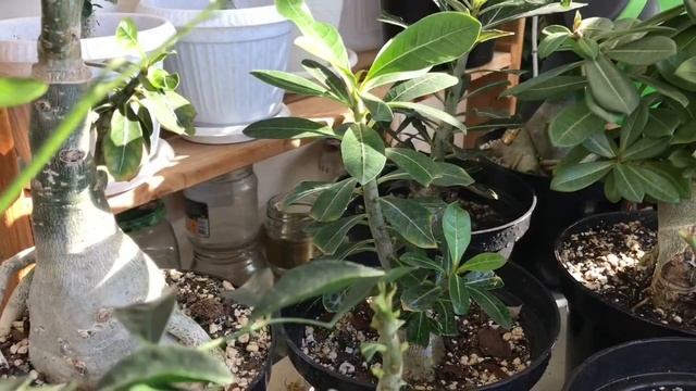 ПОЛИВ АДЕНИУМОВ | WATER ADENIUM