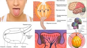 Урок №42 "Вкусовой и обонятельный анализаторы, строения и функции"