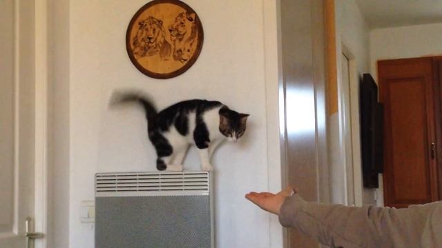 dressage de chat drôle qui fini par danser vue à la TV by SIS72 смотреть онлайн