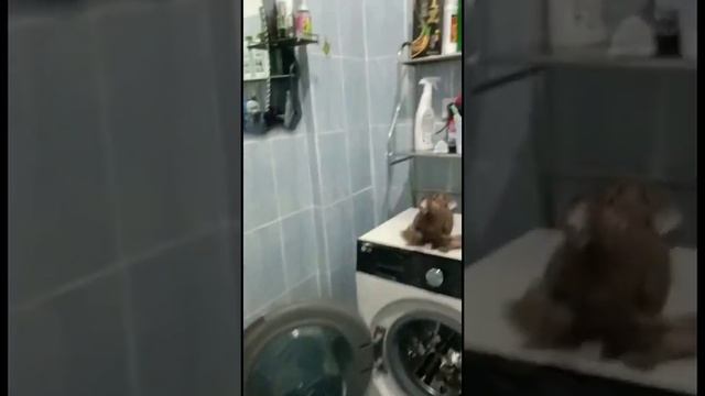 Желтые красавчики обзор 24 часа. Двухчубые голуби. Tauben. Pigeons. Palomas. Pombos. 비둘기. کبوترها