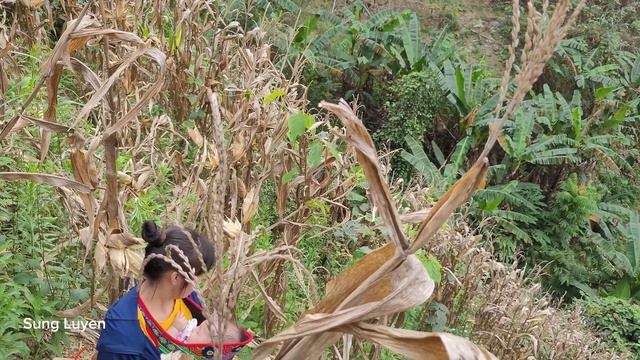 Harvesting Corn, Raising Children Alone - The Life Of A 16 Years Old Single Mother - Sung Luyen