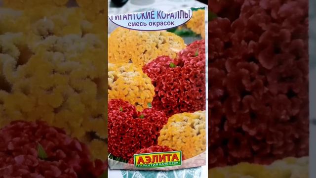 Индюшиная сопля и петушиный гребешок. смотреть онлайн