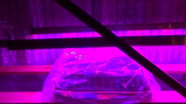 Мои посевы января. Ампельные: петуния, лобелия, портулак, виола, бакопа (сутера), барвинок и другие смотреть онлайн