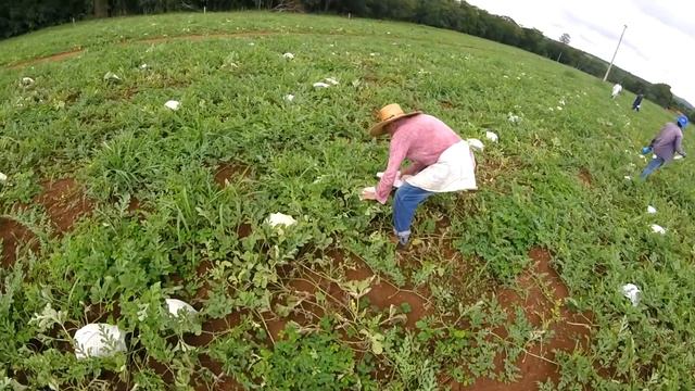 Арбуз Манчестер ? Тел.+79128475201 смотреть онлайн