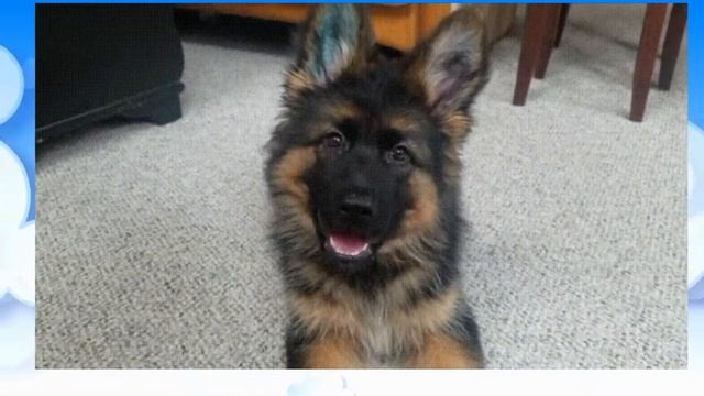 Лучшие GIF  анимации про животных и детей