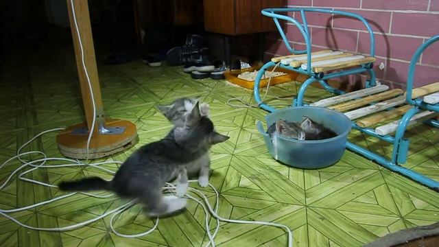 Банда котят, разрушители коридора. смотреть онлайн