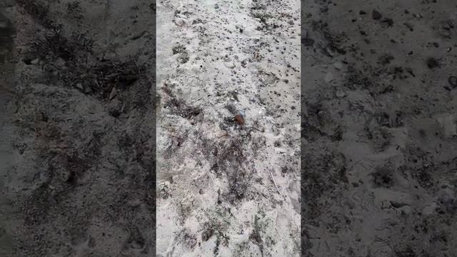 Как я ИЩУ ЯНТАРЬ и определяю НАСТОЯЩИЙ смотреть онлайн