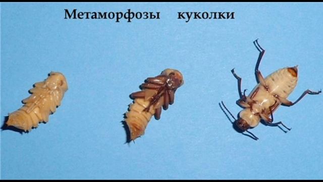 Разведение зофобаса дома БЕЗ ХЛОПОТ №1 смотреть онлайн