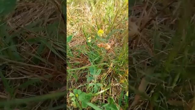 Виды клевера на лугу (01.08.2023 г.) смотреть онлайн