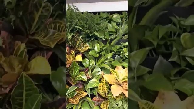 Устройство фито конструкции, ч.1. #fitoctena #verticalgarden #вертикальноеозеленение #фитостена смотреть онлайн