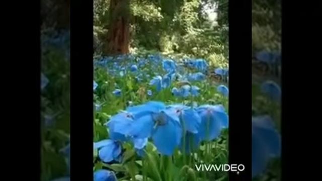 Поздравляю с наступающим праздником 8- МАРТА смотреть онлайн