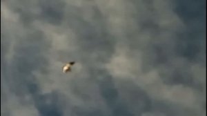 Голубь Николаевский высоколётный (бабочка торцовая)