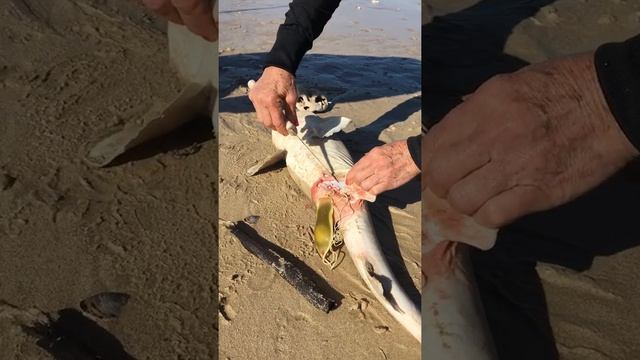 Shark Egg Rescue ~ Mermaid's Purse JBay SA 27 July 2017 смотреть онлайн