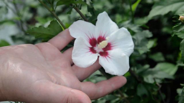 Гібіскус сирійський Red Heart смотреть онлайн