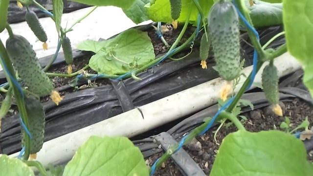 Огурец Ленара на 17апреля - можно собирать урожай
