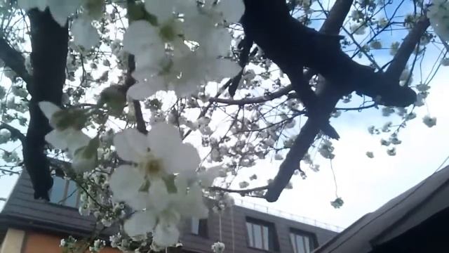 Цветущая черешня смотреть онлайн