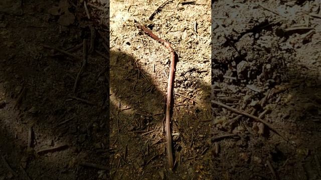 Дождевой червь: движение и выбор направления смотреть онлайн