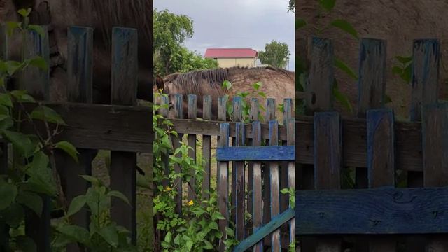 Лошадь напала смотреть онлайн