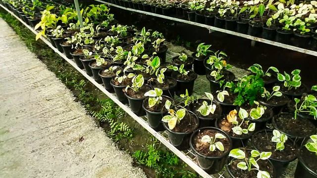 Succulent Plant | Echeveria | Ghost Tree| Stonecrop | Tree Houseleek | Mexican Rose | Crassulaceae