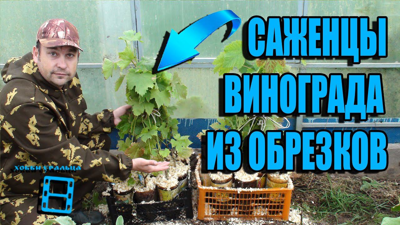 САЖЕНЦЫ ВИНОГРАДА ИЗ ОБРЕЗКОВ - РЕЗУЛЬТАТ. УБИРАЕМ ИХ НА ХРАНЕНИЕ. ВЫРАЩИВАНИЕ ВИНОГРАДА В ТЕПЛИЦЕ смотреть онлайн