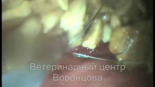 Кости в желудке у собаки.wmv смотреть онлайн