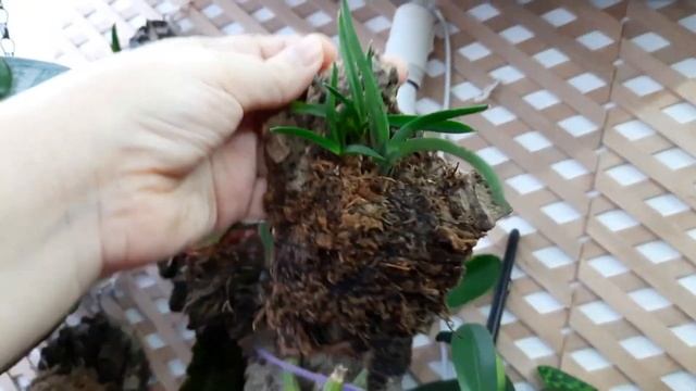 Орхидеи на блоках спустя 2 месяца. Обзор. Какие изменения. посадка орхидеи на блок смотреть онлайн