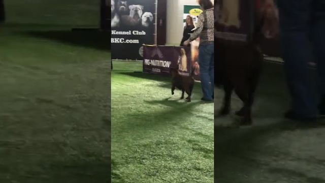 Chinese Chongqing Dog Chinese Bulldog. Китайский Чунцин.