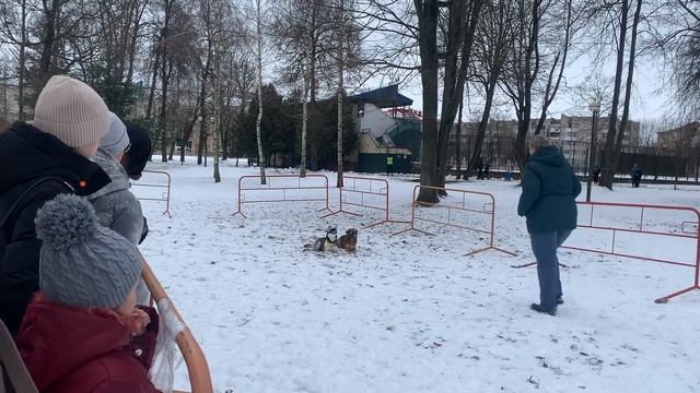 Дворняга хорошо выполняет команды Показательные выступления смотреть онлайн