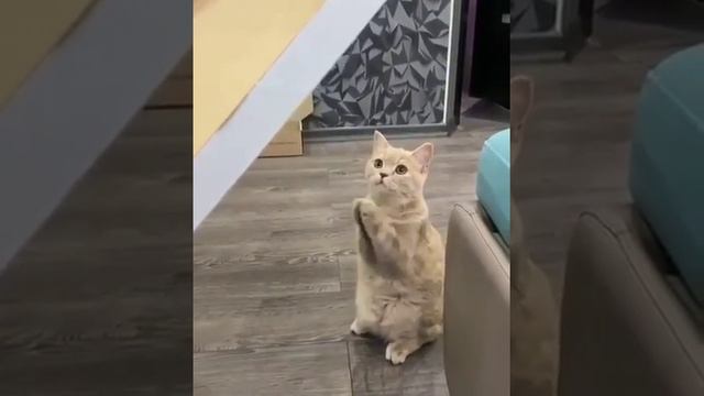 Кот просит пиццу, позови меня с собой, котенок хочет кушать, молитвенная простба кота, прикол) смотреть онлайн