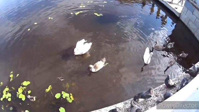 Лето. Брест. Просто хорошо. Отправление теплохода. Лебедушки. Vlog смотреть онлайн