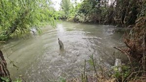 Ловили На Блесну Щуку А Поймали Белого Амура  Рыбалка в Дагестане