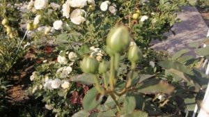 Роза плетистая Сван Лейк.