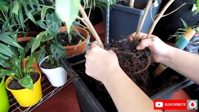 Ficus benjamina Cuidados y Propagación@VeronicaCampaniniPlantas смотреть онлайн