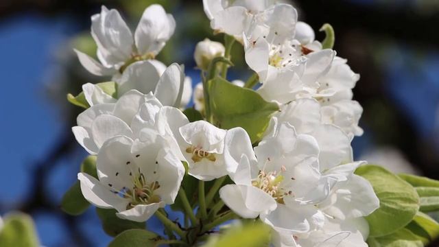 Когда цветет груша смотреть онлайн