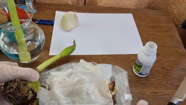 мучнистый червец на луковицах из магазина смотреть онлайн