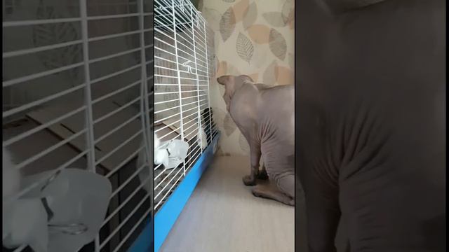 Кот сфинкс и покушение смотреть онлайн