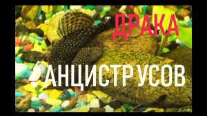 Почему дерутся сомики анциструсы? Драка анциструсов